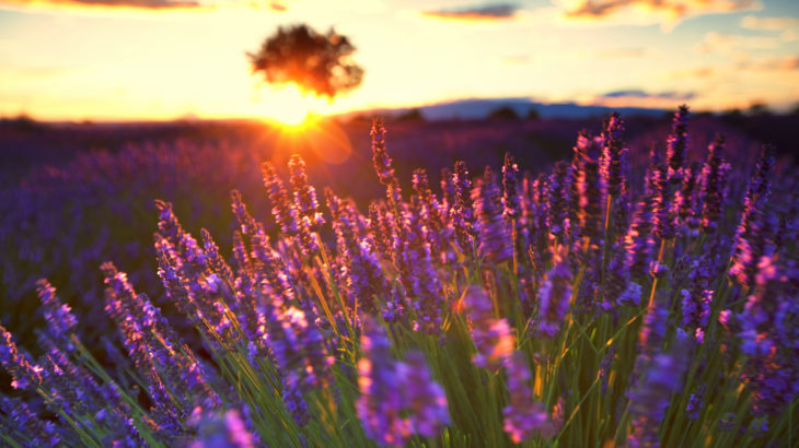 The Lavender route in Provence, France. With setting sun giving sunburst from behind a tree.